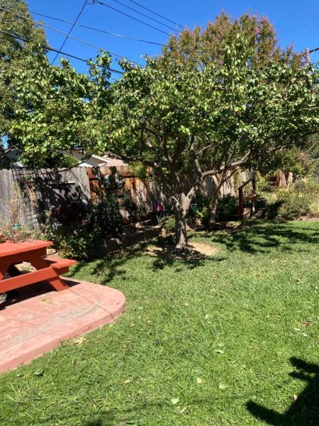 Tree Care Services