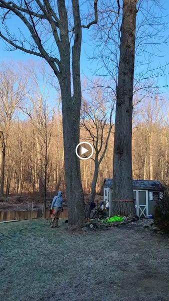 Willy and Luis General Construction Landscaping and Tree Service