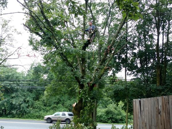 Joe's Tree Service AND Landscaping