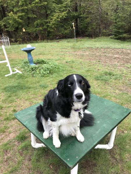 Dog House