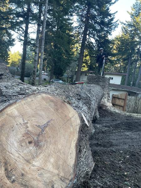 Rose Tree Service & Vegetation Management