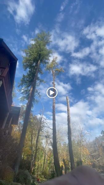 Rose Tree Service & Vegetation Management