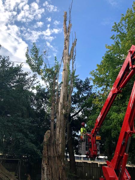 Rose Tree Service & Vegetation Management