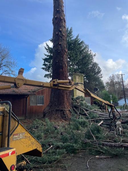 Rose Tree Service & Vegetation Management