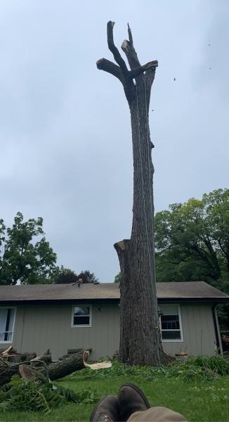 Sasquatch Tree and Stump