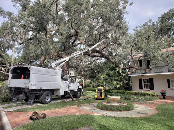 Bam Tree Services