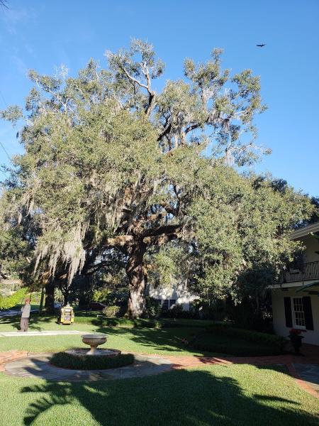 Bam Tree Services