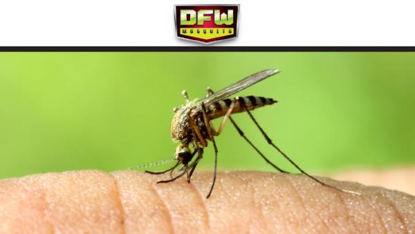 DFW Mosquito