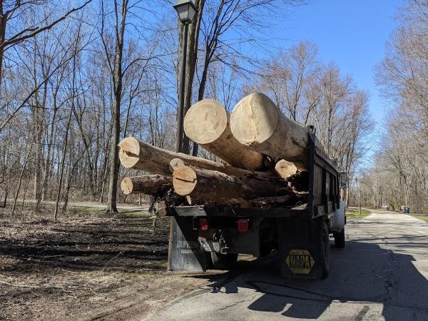 Amber & Stykemain Tree & Lawn Services