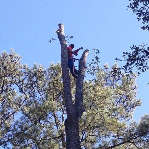 Berry's Custom Cutting Tree Service