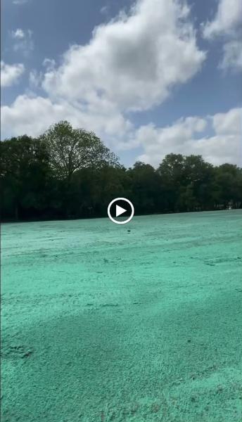 Cajun Turf Hydroseeding