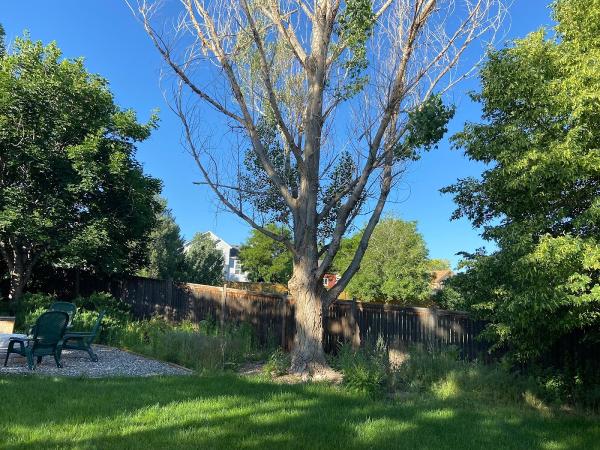 Cova Tree