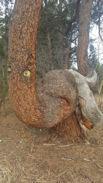 Cova Tree