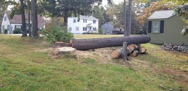 Aspen Tree Service