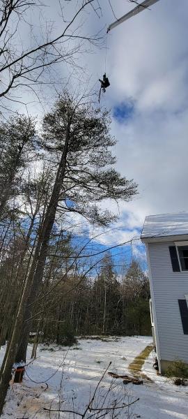 Aspen Tree Service