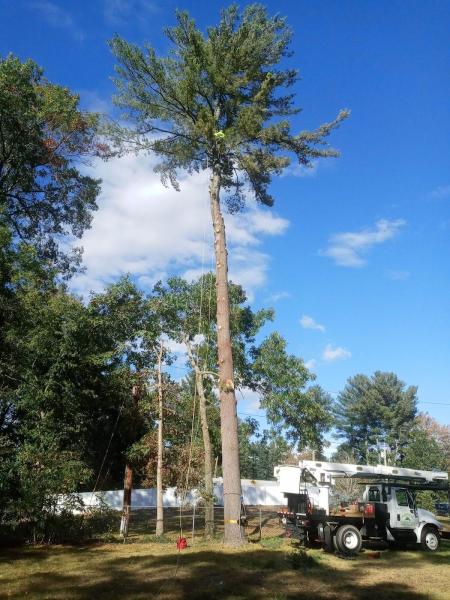 Aspen Tree Service