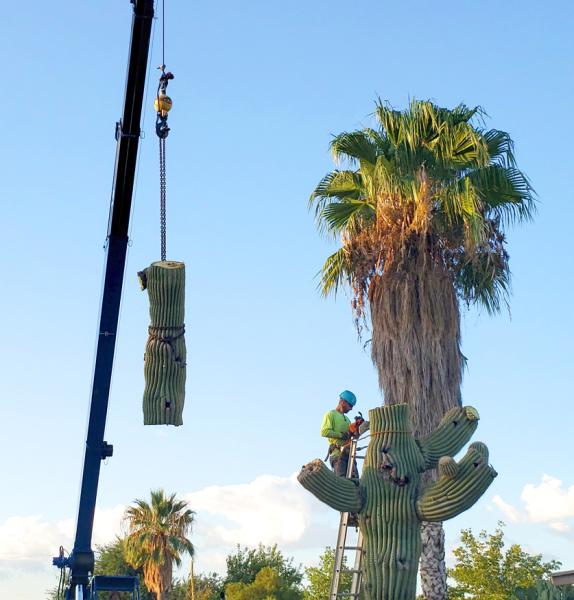 Branching Out Tree Service