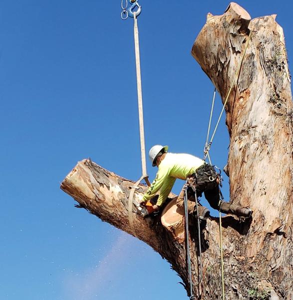 Branching Out Tree Service