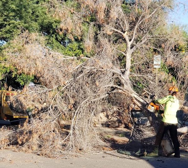 Branching Out Tree Service