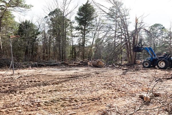 Affordable Tree and Stump Service