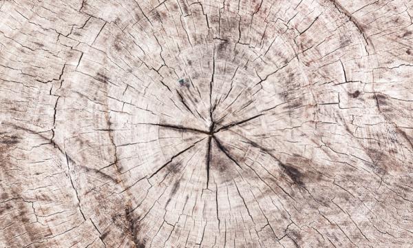Flatirons Stump Removal