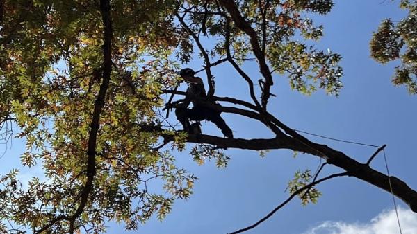 Barnes Brothers Tree Service