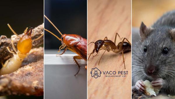 Vaco Pest Management Co.