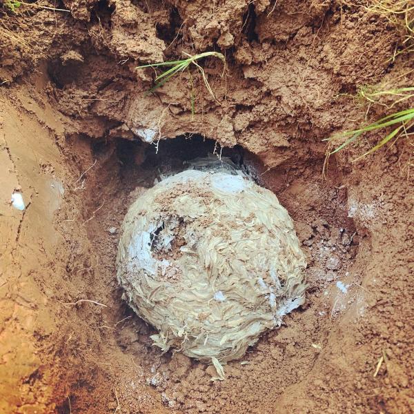 Vaco Pest Management Co.