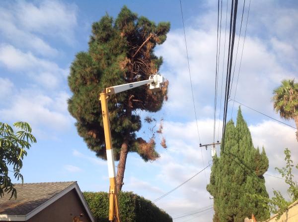 Rob's Tree Service