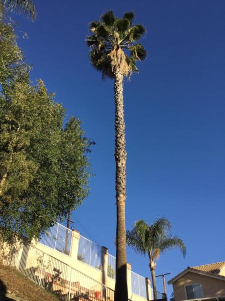 Rob's Tree Service