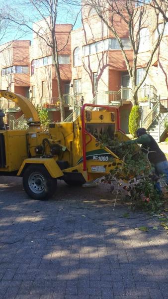Evergreen Tree Specialists