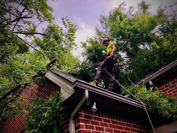 McCoy Tree Service