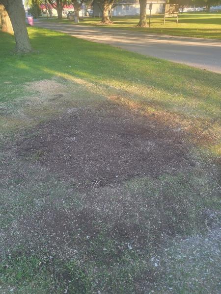 Delgado's Stump Grinding