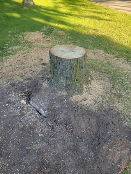 Delgado's Stump Grinding