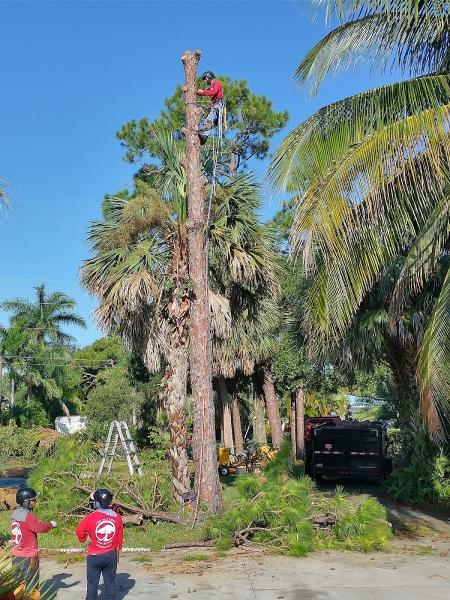 Out On A Limb Tree Service