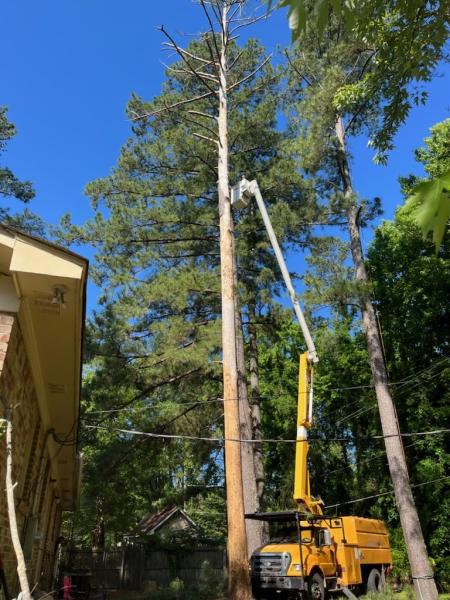 All Good Lawn & Tree Services