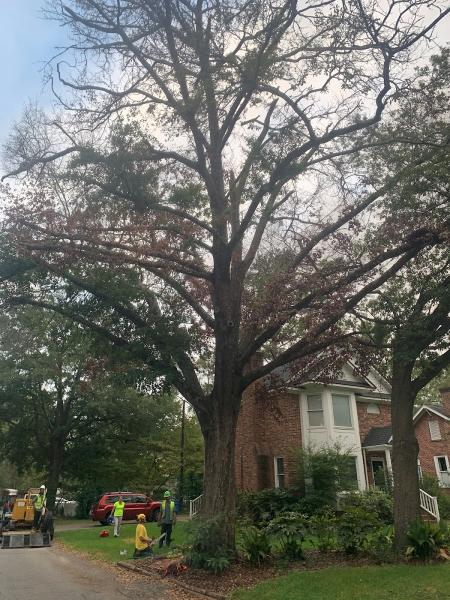 All Good Lawn & Tree Services