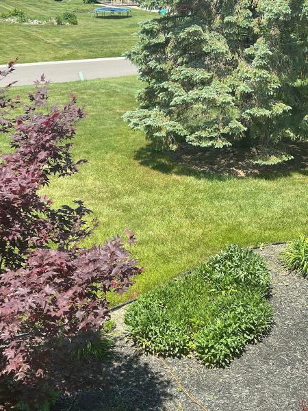 Lush Lawn Grand Blanc