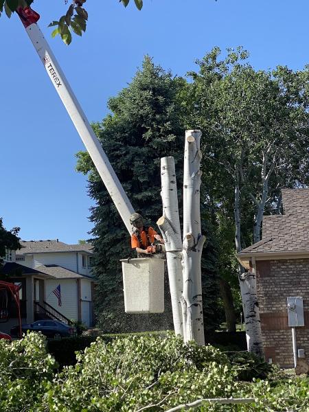 Schra Tree Care