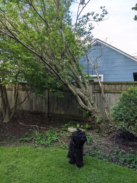 Jacob Sauer Tree Care