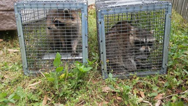 Target Pest Control
