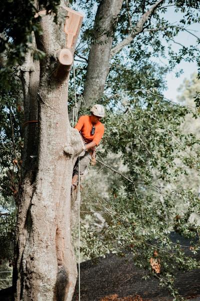 AGS Tree Services
