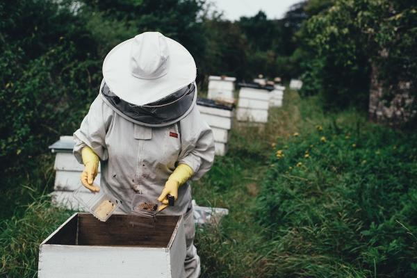 911 Honey Bee Removal