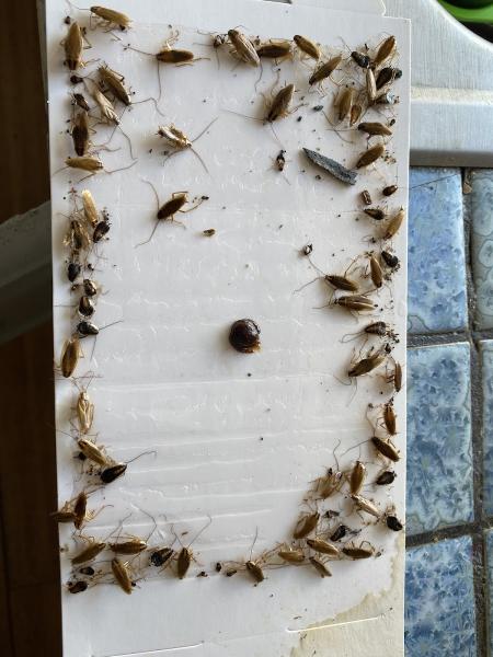 Pure Pest Co
