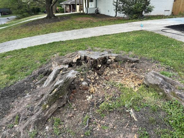 Tree Stump Masters