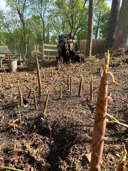 Tree Stump Masters