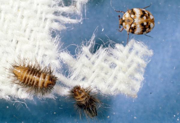 All Platinum Termite & Pest Control