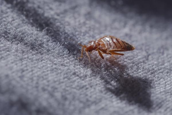 Coastal Pest Control