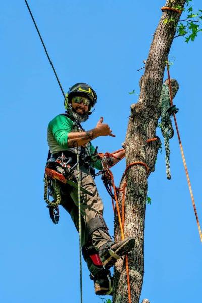 Yankee Belle Tree Works
