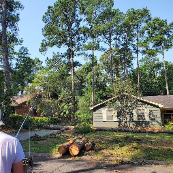 Yankee Belle Tree Works